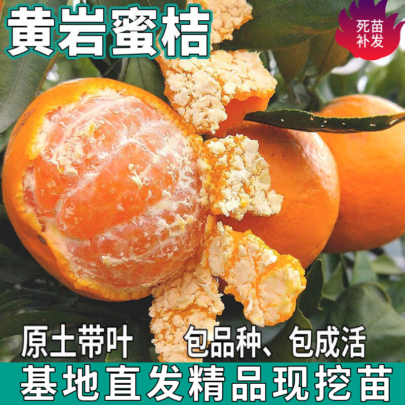 黄岩蜜桔树苗南北方盆栽无籽蜜橘地栽嫁接带原土桔子树苗当年结果