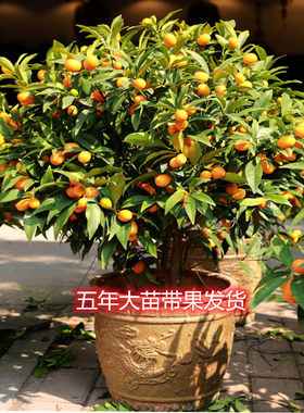 金桔树苗当年结果南北方