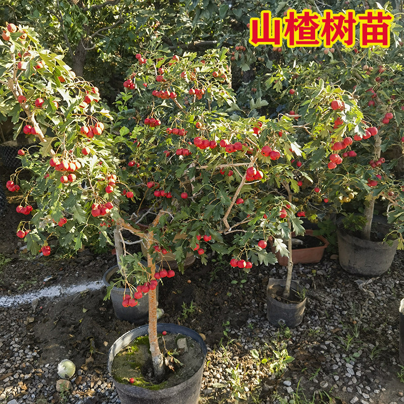 嫁接山楂树活苗大五棱大金星甜山楂苗当年结果盆栽地栽庭院果树苗