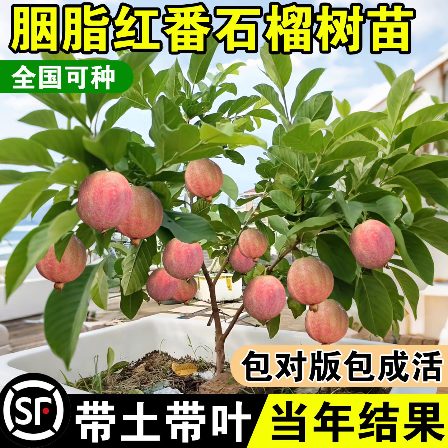 胭脂红番石榴树果苗广东本地红宝石芭乐树苗红心南北方种四季大全