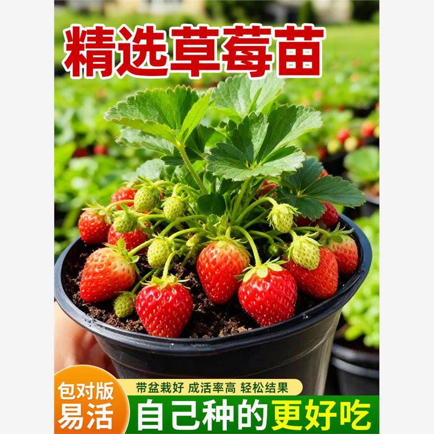 草莓苗秧四季结果奶油盆栽优质隋珠红颜淡雪丹东99特大可食用新苗