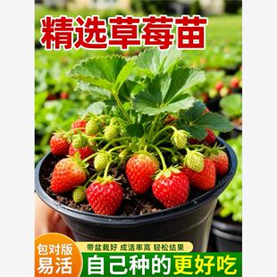 草莓苗秧四季 结果奶油盆栽优质隋珠红颜淡雪丹东99特大可食用新苗