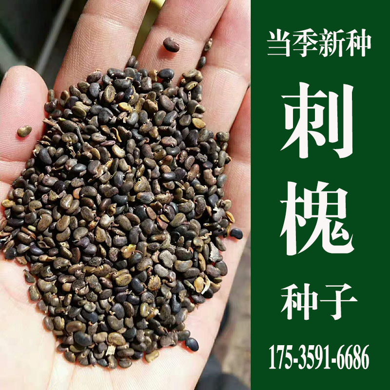 刺槐种子新采优质洋槐树籽白花槐种子护坡灌木绿化观花散国槐树籽