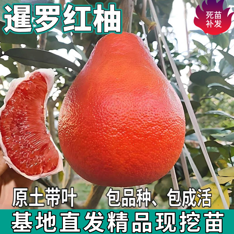 泰国暹罗红柚树苗南北方地栽庭院大苗绿化嫁接盆栽红心柚子带土球