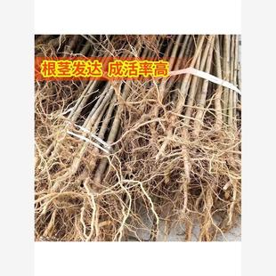 樱桃树苗实生樱桃苗盆栽地栽南北方种植盆栽地栽