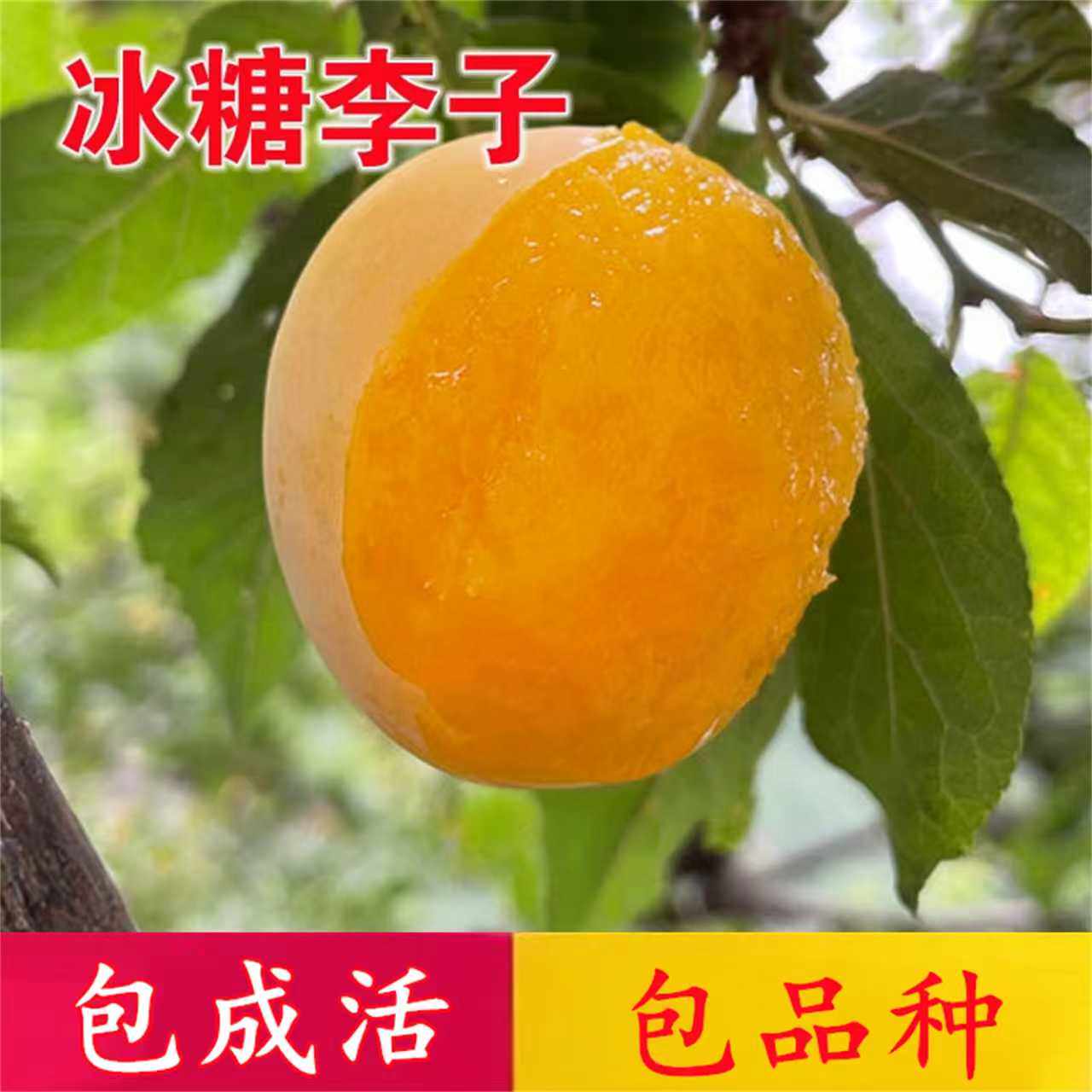 正宗四川冰糖李果树苗南北方地栽庭院阳台盆栽种植特大果当年结果