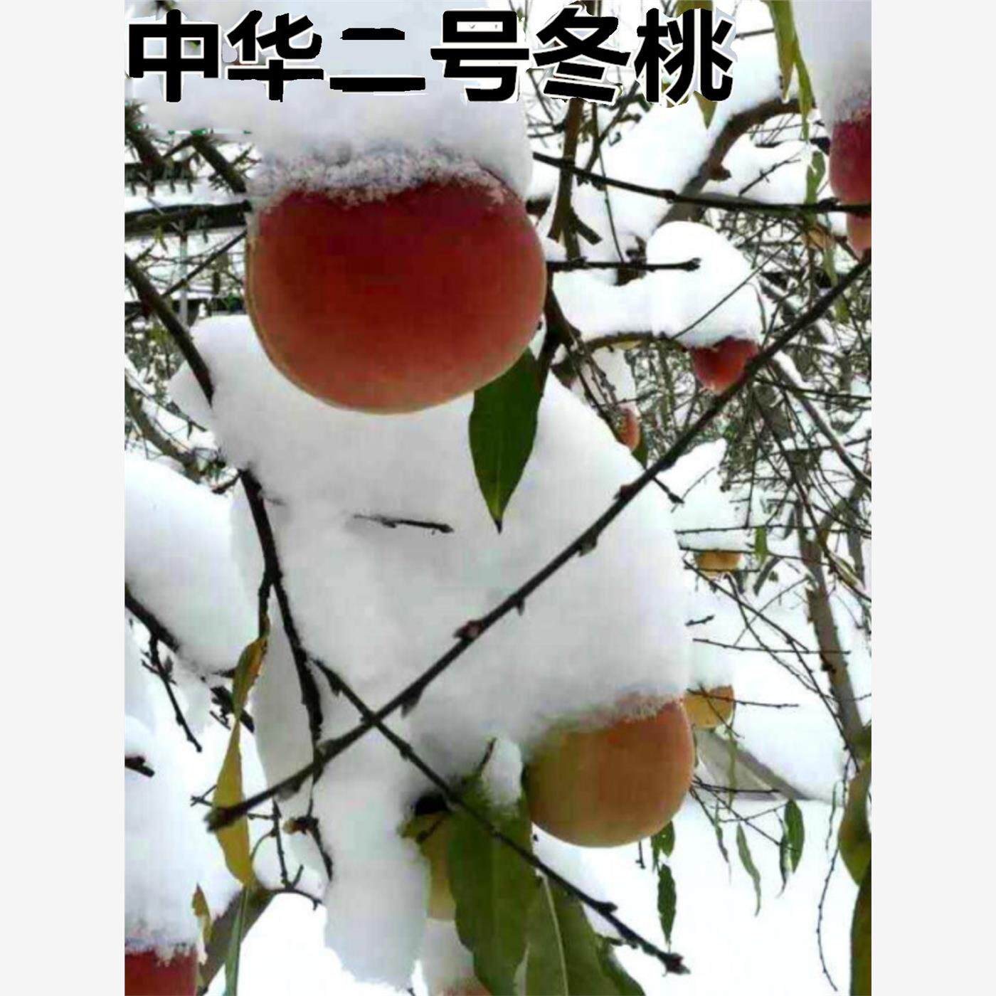 晚熟桃树巨型冬苗果中华
