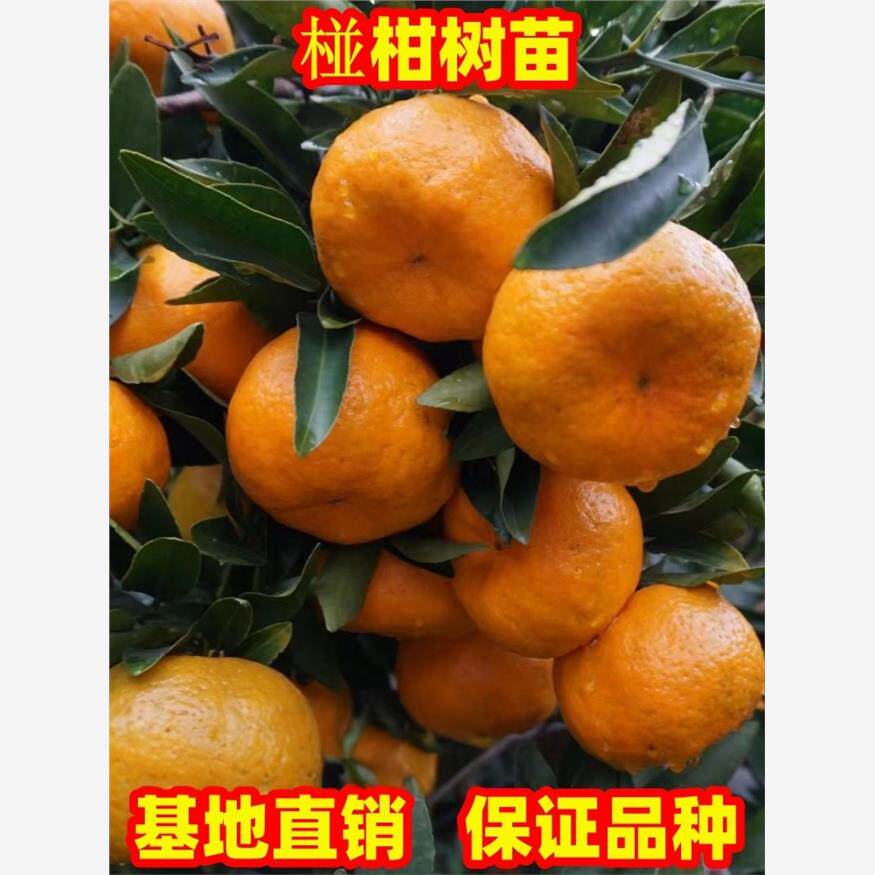 橘子树苗无核大果椪柑苗地栽盆栽特大柑橘树苗南北方种植现挖现发