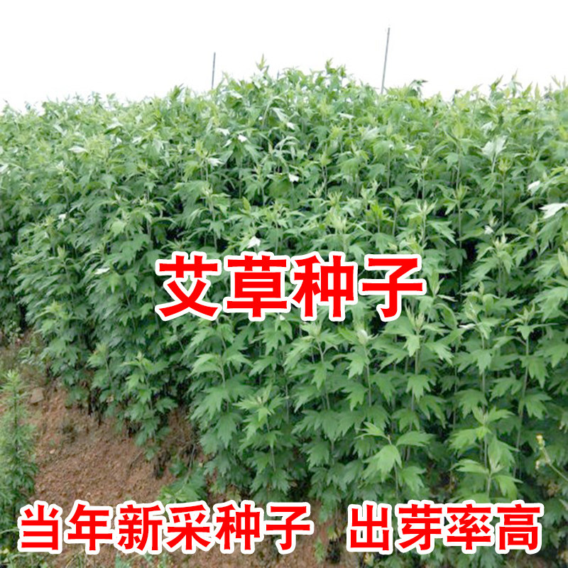 艾草种子食用药用驱蚊草艾叶种籽野生大小叶艾蒿青蒿种植四季驱蚊