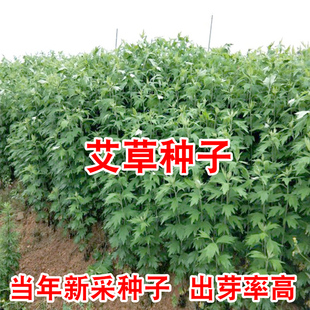 艾草种子食用药用驱蚊草艾叶种籽野生大小叶艾蒿青蒿种植四季驱蚊