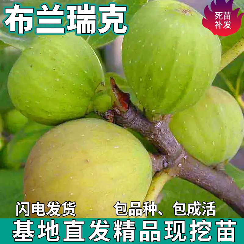 布兰瑞克无花果树苗南北方庭院地栽盆栽种植特大嫁接果苗当年结果
