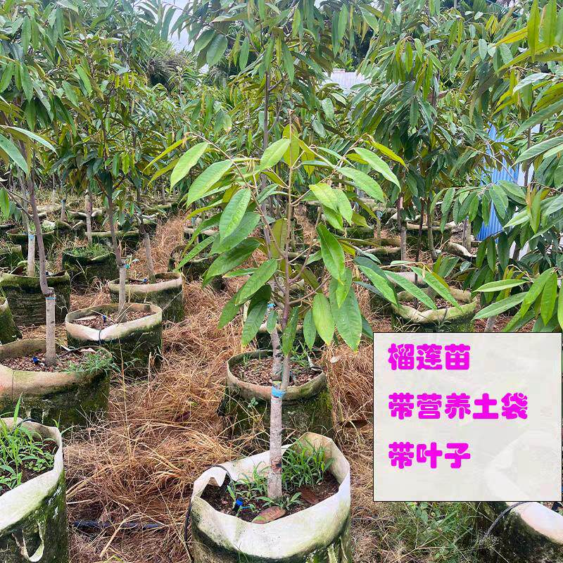 泰国金枕榴莲果树苗猫山王黑刺榴莲苗南方四季种植盆栽地栽正宗整
