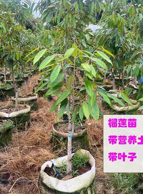 泰国金枕榴莲果树苗猫山