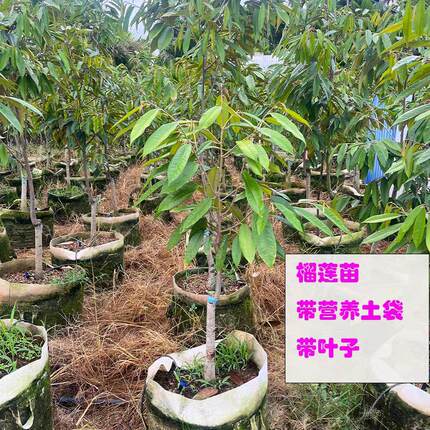 泰国金枕榴莲果树苗猫山王黑刺榴莲苗南方四季种植盆栽地栽正宗整