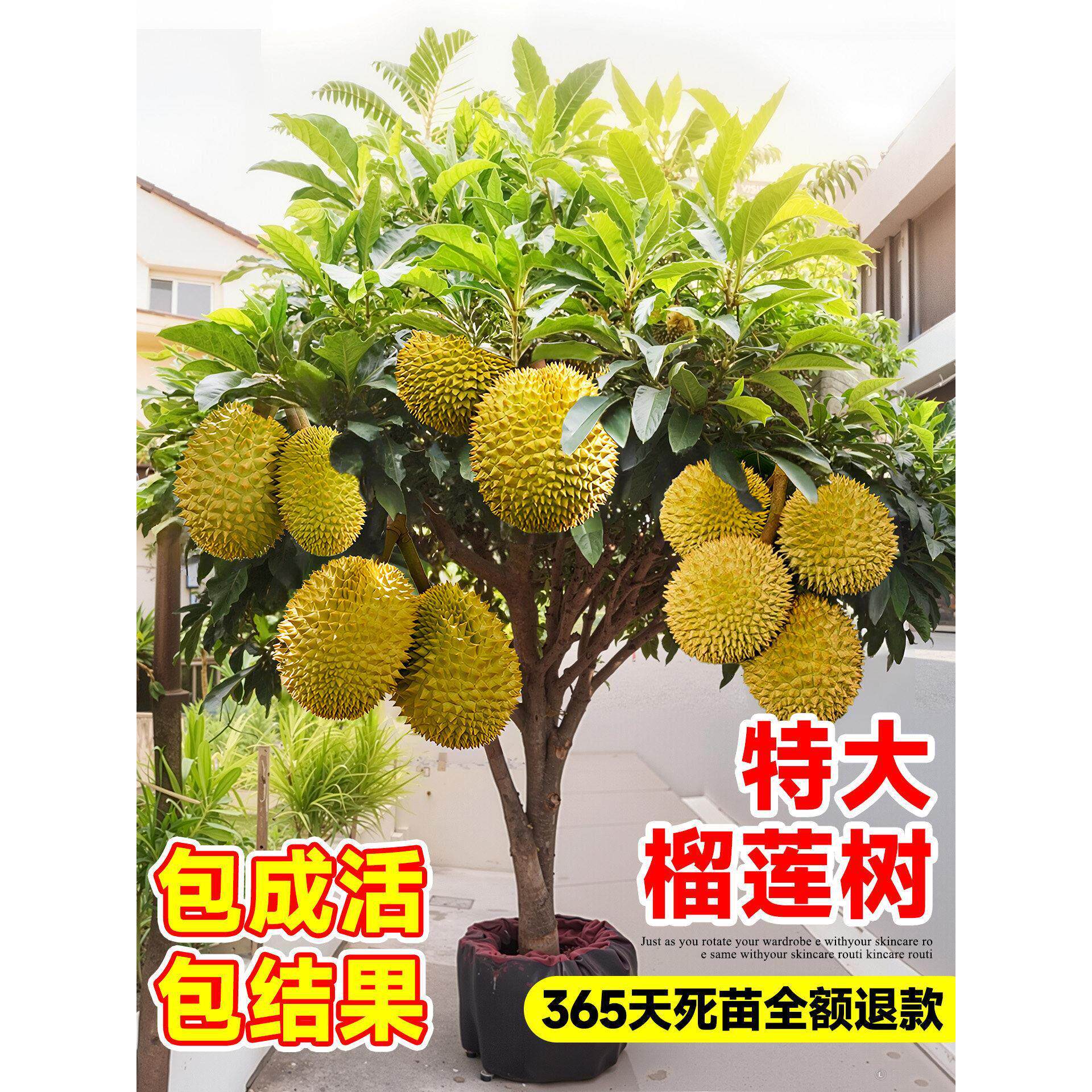 榴莲树果苗特大嫁接果树金枕猫山王榴莲南方北方种植当年结果四季