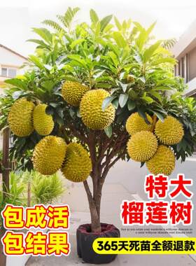榴莲树果苗特大嫁接果树金枕猫山王榴莲南方北方种植当年结果四季