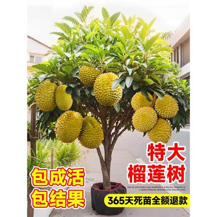榴莲树果苗特大嫁接果树金枕猫山王榴莲南方北方种植当年结果四季
