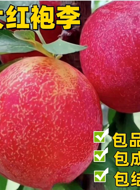 大红袍李子树苗南北方庭院地栽盆栽晚熟特大果树嫁接脱骨当年结果