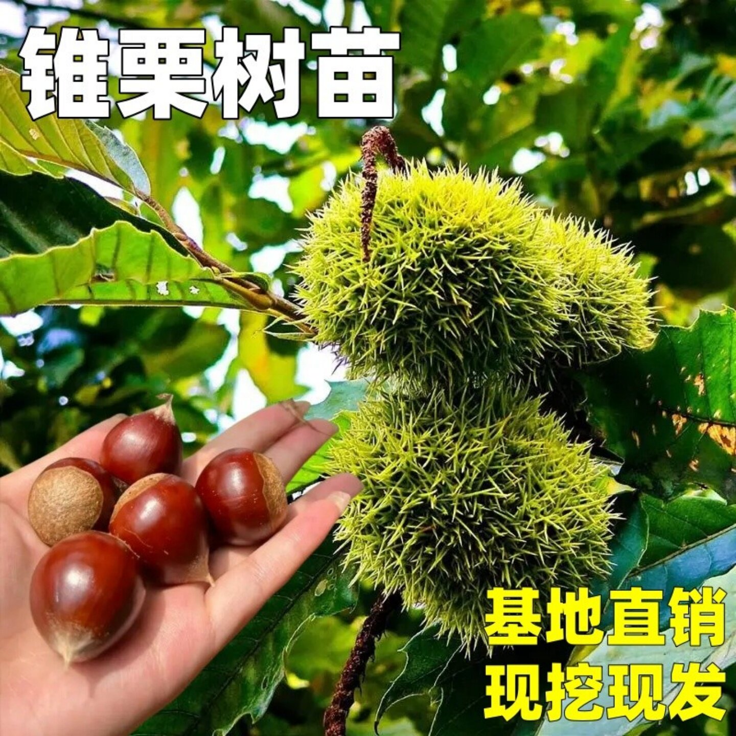 板栗苗树锥栗树果苗特大建瓯锥栗苗南北方庭院盆栽地栽果树嫁接苗