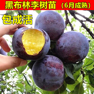 美国大黑李树苗黑布林李子苗 黑布朗李 黑布林树苗 南方北方种植