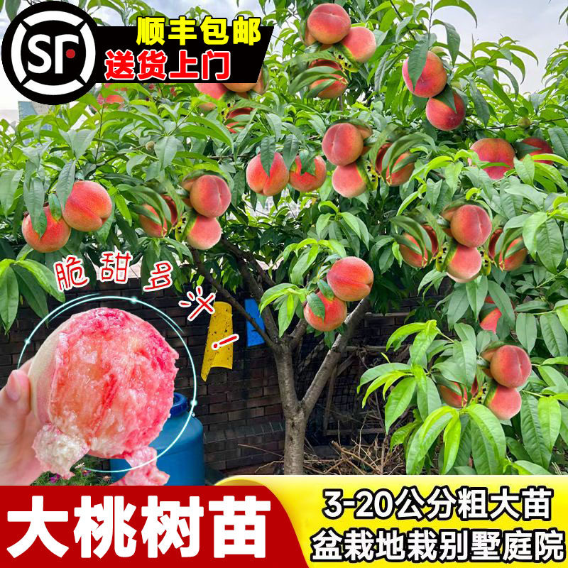特大桃树果苗嫁接冬桃黄油桃水蜜桃子盆地栽南北方庭院地盆栽树苗