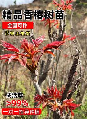 香椿树苗红油绿盆栽地栽