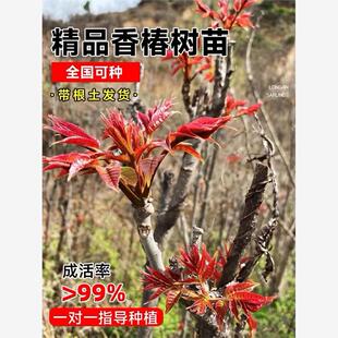香椿树苗红油香椿苗绿油香椿苗盆栽地栽南方北方种植食用当年采摘
