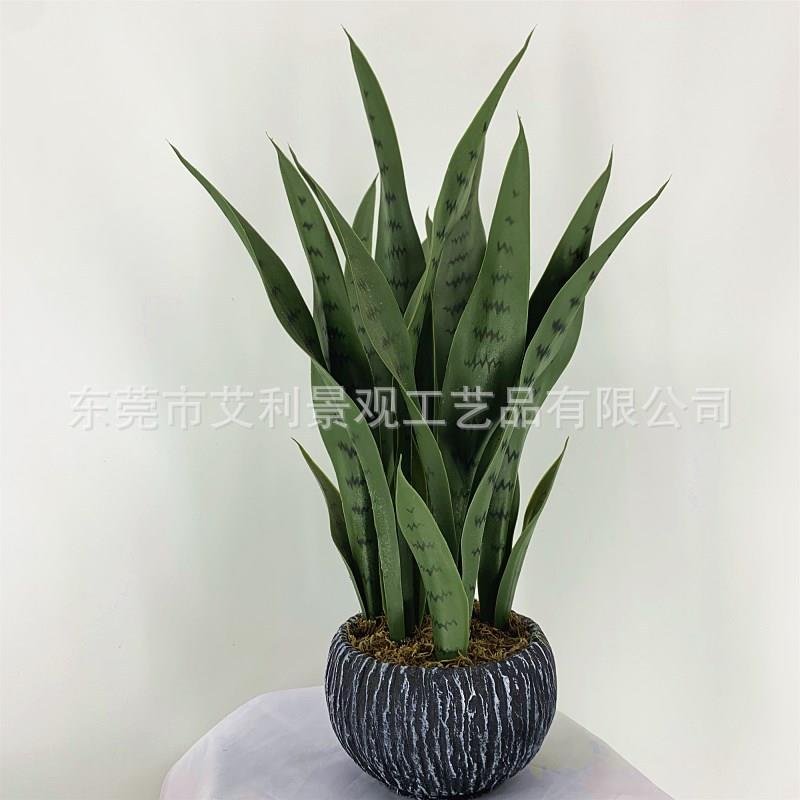 龙舌兰植物盆栽室内外装饰绿植虎皮兰盆景高