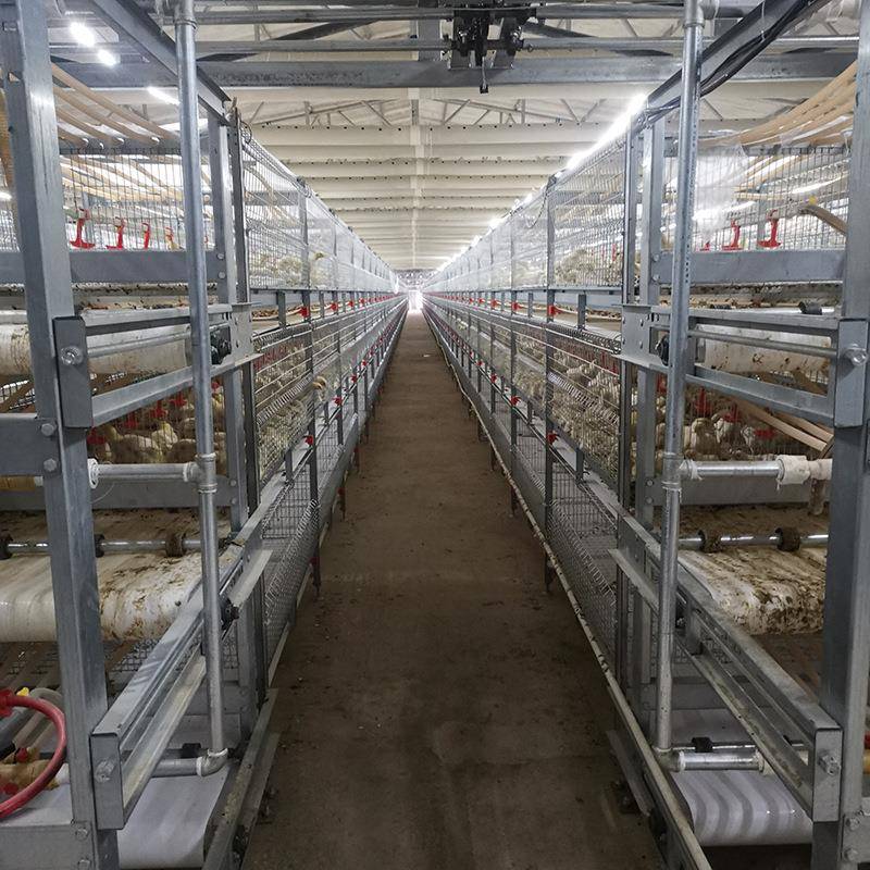 产厂家全自动肉鸡笼镀KUI子锌肉鸡笼笼大型生鸡鸡场自动化养殖设