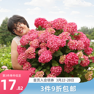 海蒂的花园绣球带花苗太阳神殿花手鞠万华镜庭院阳台花卉植物盆栽