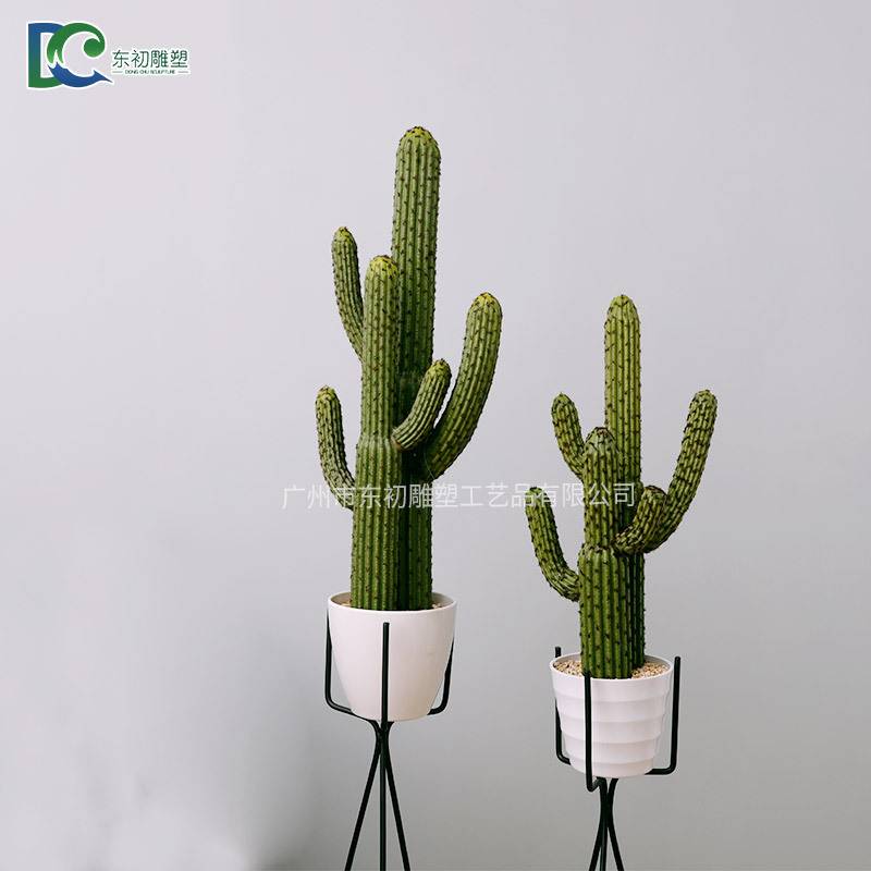仙人球 多肉植物 组合仙人掌 盆栽 办公室 桌面 水培肉肉植物盆景