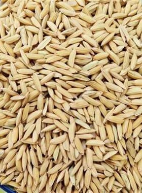 10斤带壳稻谷谷子水稻稻子粮食杂粮大米喂鸡鸭鹅鸽鸟仓鼠宠物饲料