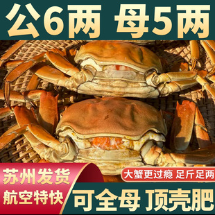 10只现货大闸蟹鲜活螃蟹礼盒官方旗舰全母蟹礼盒河蟹 特大活蟹