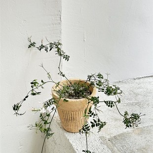 植物私生活 多花素馨浓香垂吊藤本开花阳台好养小众植物盆栽