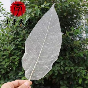 漆画漆器 大漆拓印 玉兰叶脉书签干花材料叶脉花制作材料