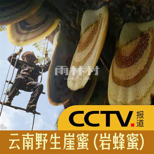 央视报道云南崖蜜野生岩蜂蜜深山悬崖纯正天然百花蜜土蜂蜜蜂巢蜜