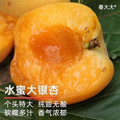 【现货秒发】陕西大银杏超大软甜多汁大黄杏甜杏新鲜水果杏子鲜果,水产肉类/新鲜蔬果/熟食,杏,淘宝优惠券,粉丝福利购,淘宝优惠卷