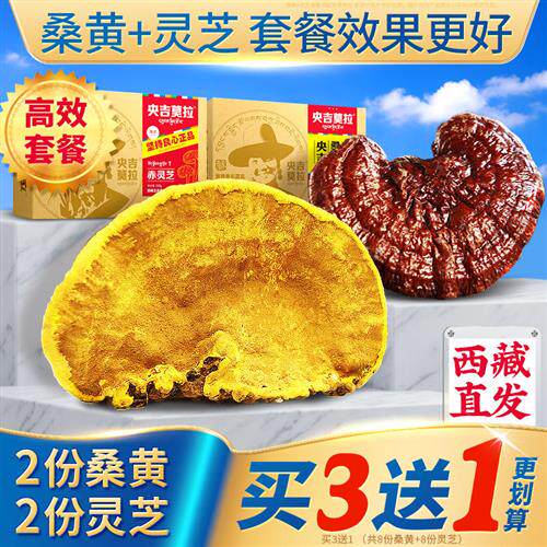 45+高效搭配正品西藏直发野生桑黄500g和灵芝500g