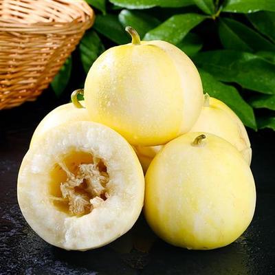 山东头茬小蜜罐甜瓜酥脆香甜应季白糖罐水果