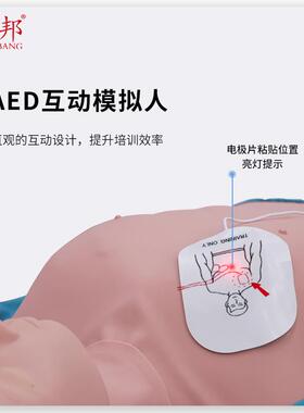 152全心肺复苏模拟（标配人）急救训练模型教学模型ZK/CP身R810A