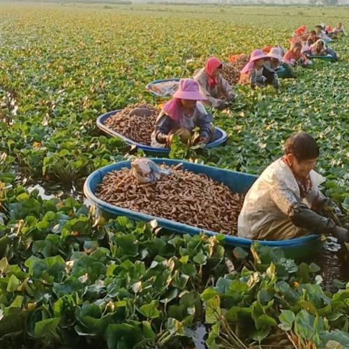 可坐人摘菱角专用盆船形玻璃钢椭圆盆水产采摘盆大号加厚加重耐用