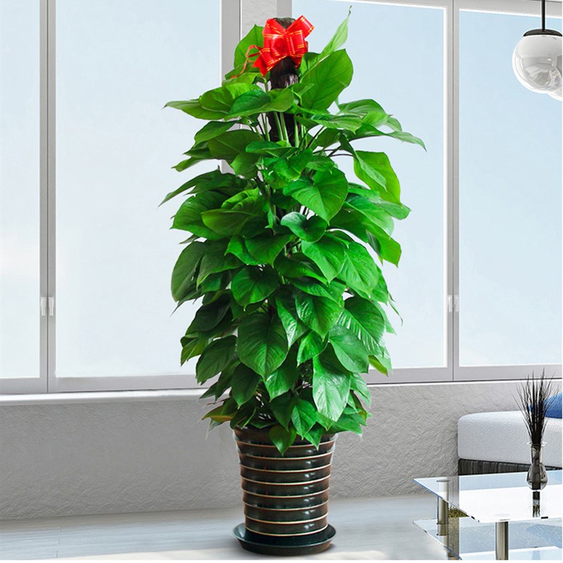 大叶绿萝室内客厅大型q观叶耐阴好养四季常绿植盆栽净化空气吸甲