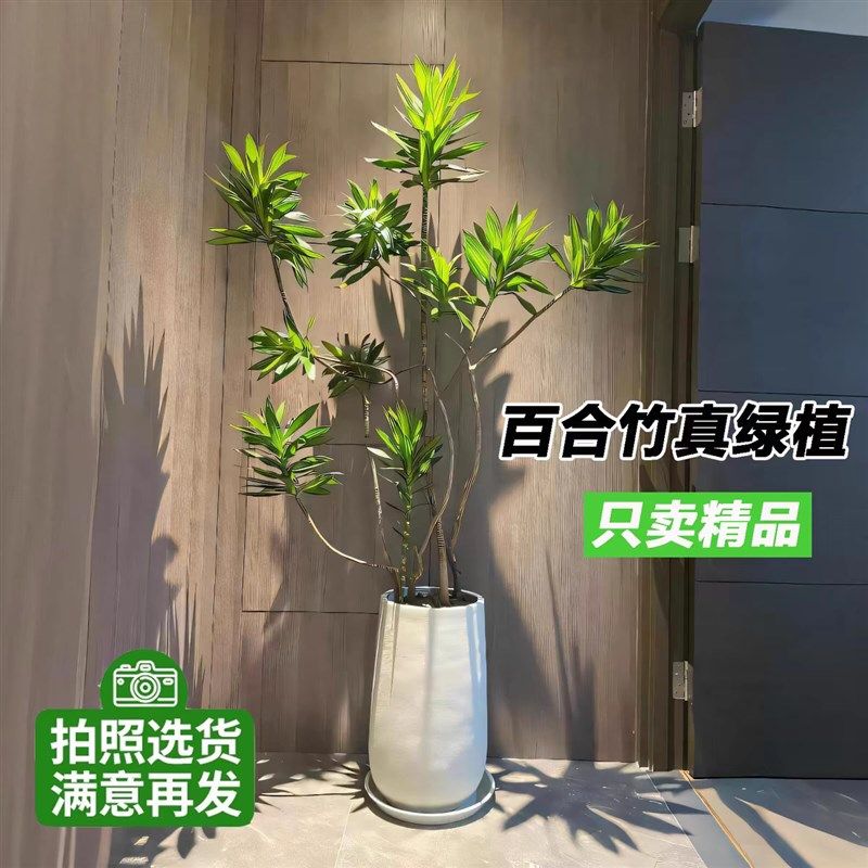 金边百合竹客厅绿植盆栽办公室植物北欧风轻奢好养室内长青真植物,鲜花速递/花卉仿真/绿植园艺,大型绿植/成品组合盆栽,淘宝优惠券,粉丝福利购,淘宝优惠卷