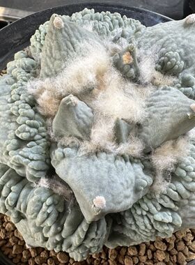 妍远仙园 怒涛牡丹小苗 岩牡丹属 实生开花稀有品种精品仙人球