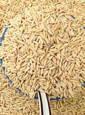 农家带壳大米稻谷谷子水稻稻子带壳粮食喂鸡鸭鹅鸽鸟仓鼠宠物饲料