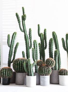 新款仿真仙热人掌造景KXE-新款合带刺量天绿尺仙人柱盆栽室组内带