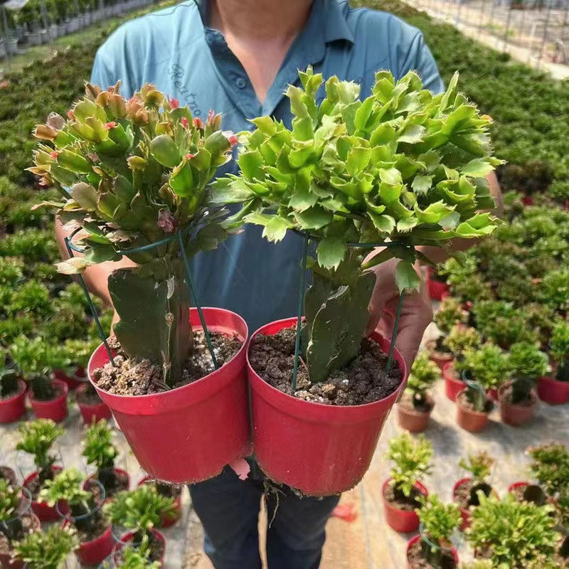 嫁接好的三色蟹爪兰蟹爪卉植物室内阳台绿植三角柱多肉盆栽办公室