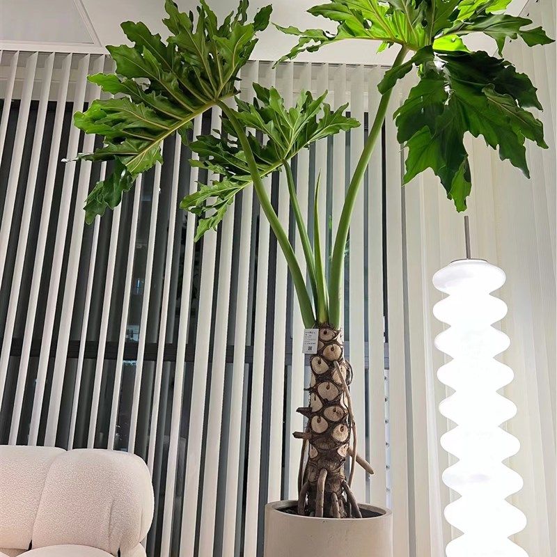 龙鳞春羽老桩盆栽室内大型绿植北欧网红室内客厅吸甲醛观叶植物,鲜花速递/花卉仿真/绿植园艺,大型绿植/成品组合盆栽,淘宝优惠券,粉丝福利购,淘宝优惠卷