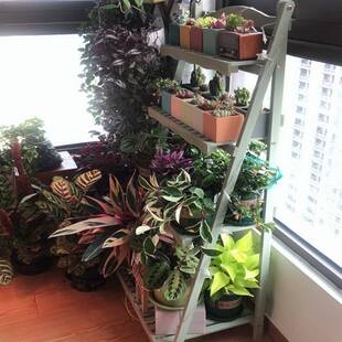 0J田园木质架办公057033室花简约实木兰秋千爬藤客厅绿萝吊子花盆