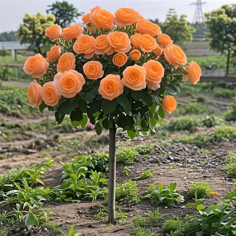 带花棒棒糖树桩月季花树q苗老桩嫁接四季开特大花树状玫瑰花卉盆